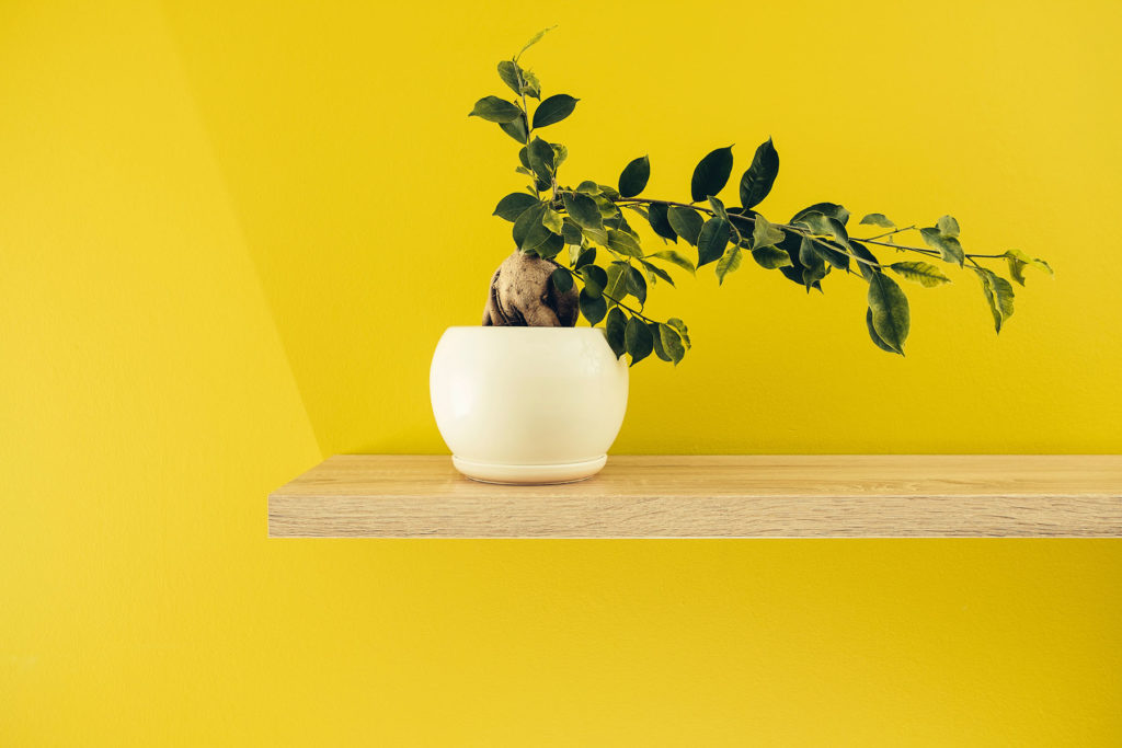 Lorem ipsum dolor sit consectetur elit